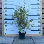 Tavoľník sivý (Spiraea × cinerea) ´GREFSHEIM´ výška: 50-80 cm, kont. C2L